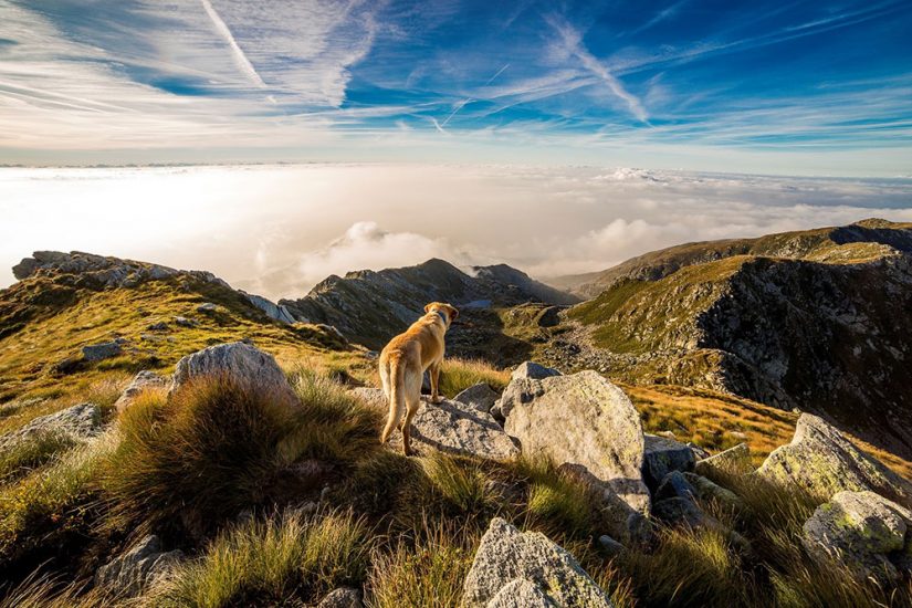 Dog on mountain top