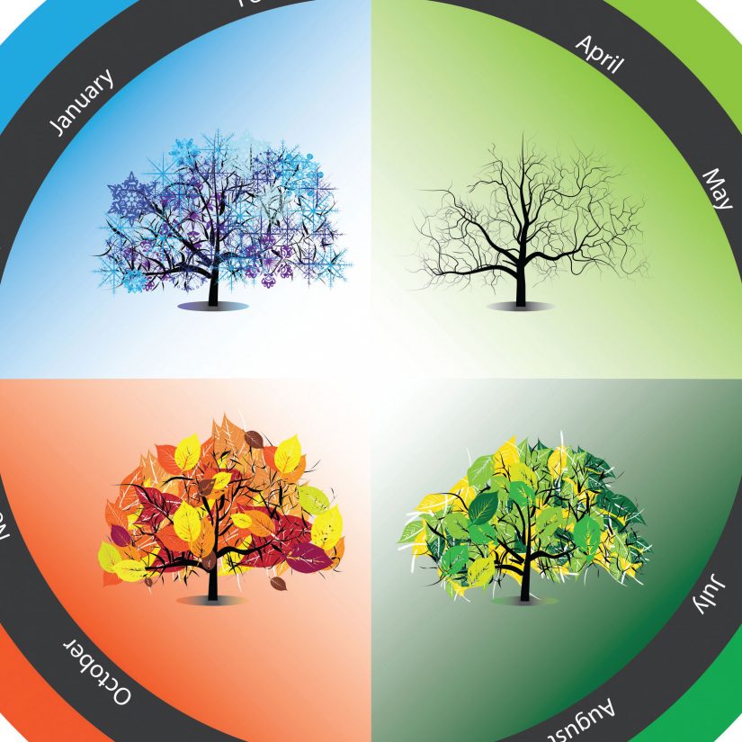 trees in the four seasons