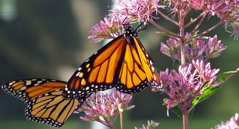 butterflys