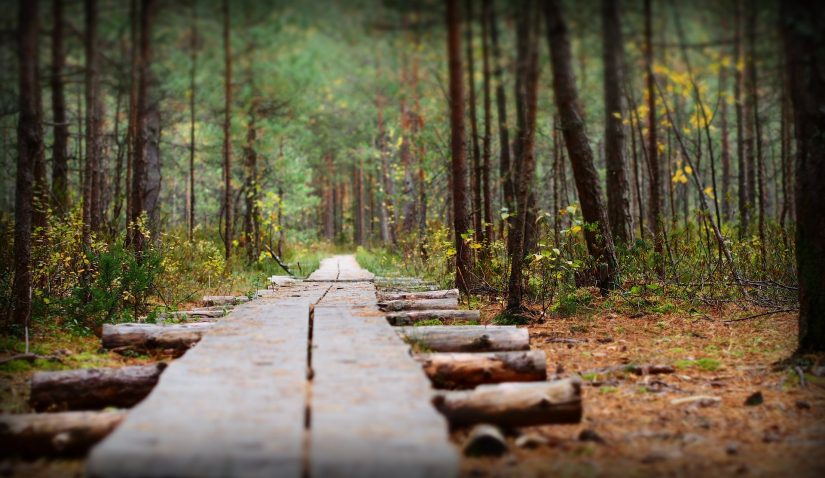 path through woods