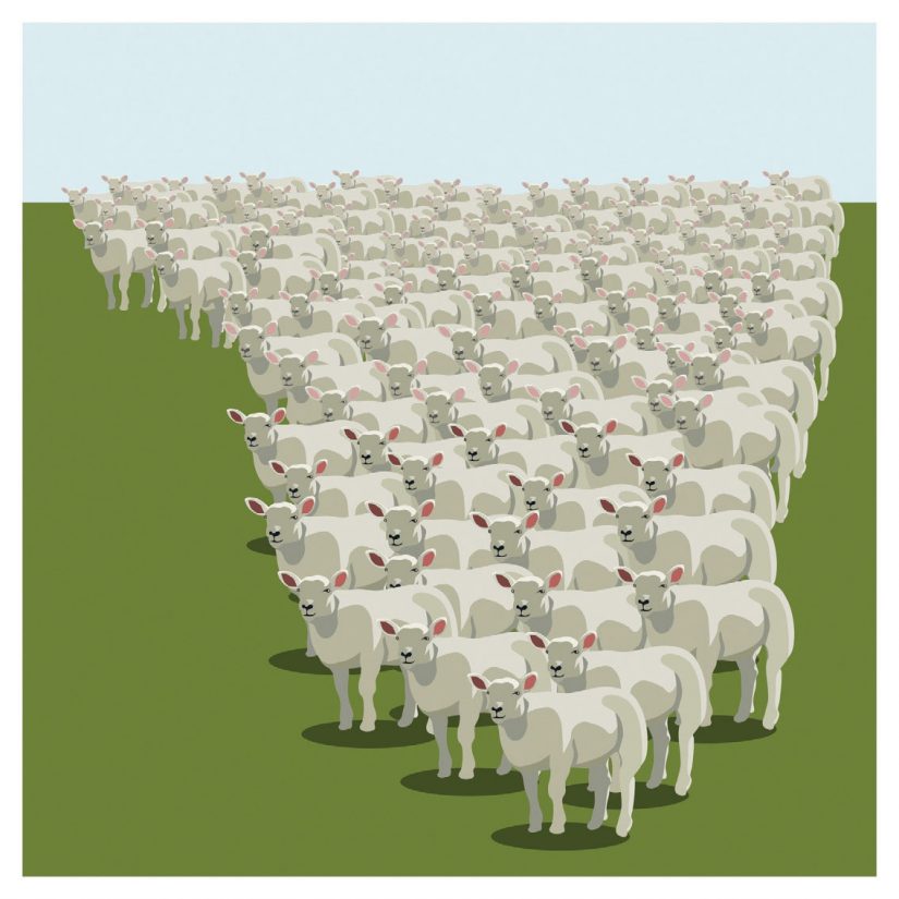 herd of sheep