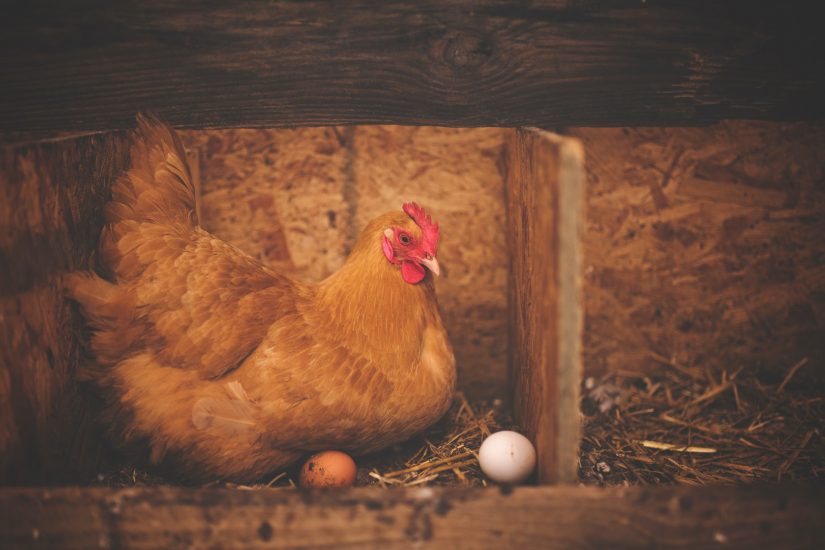 hen on nest