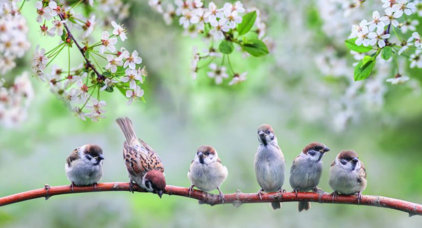 birds on a branch