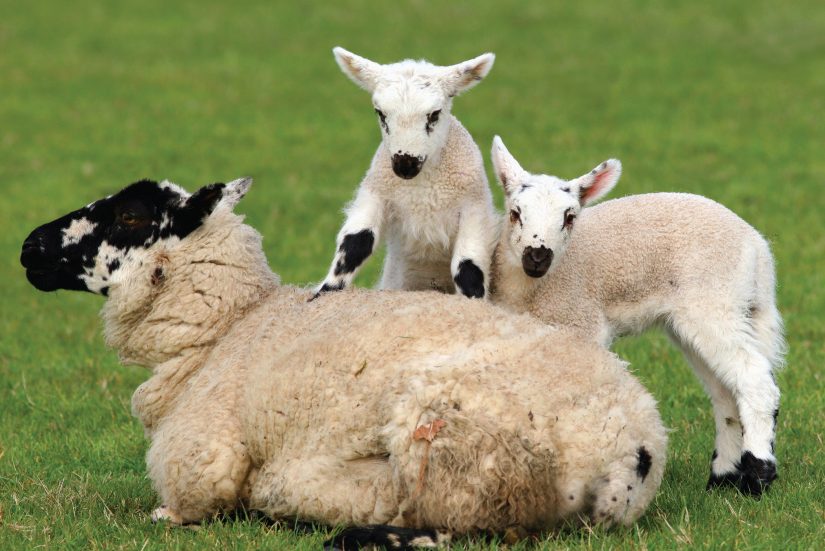 Mother sheep with two lambs