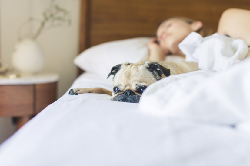 sleeping woman with dog