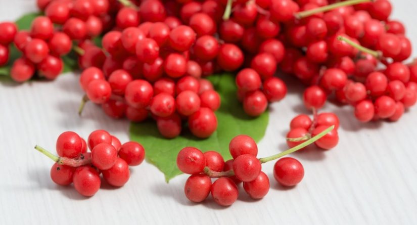 Schisandra berry